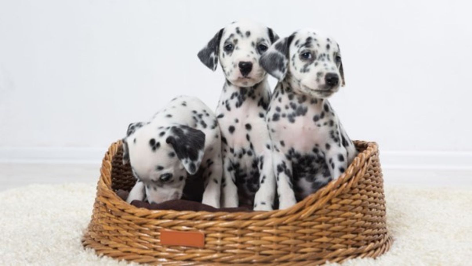 how much does a dalmatian cost